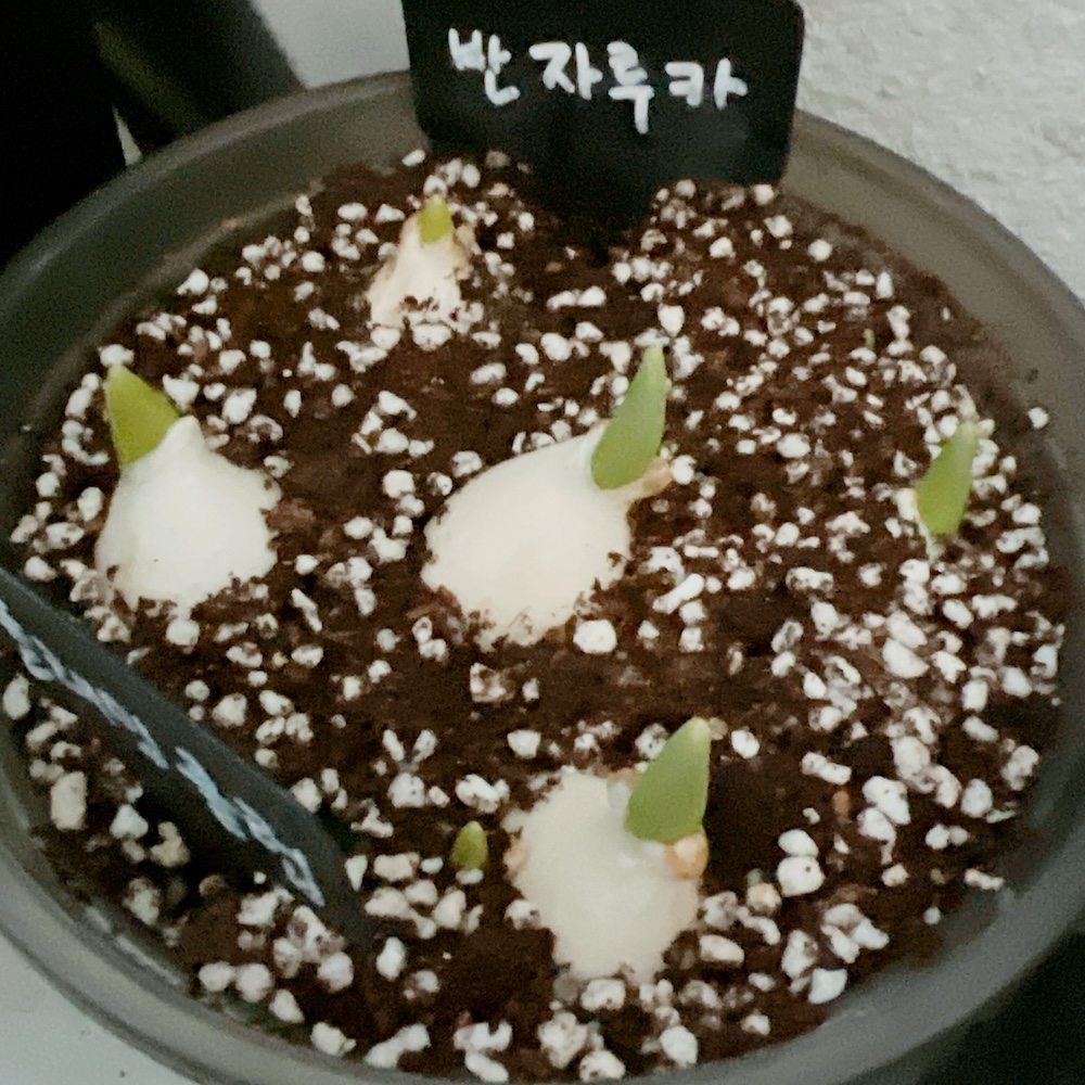 튤립 구근 기록 II