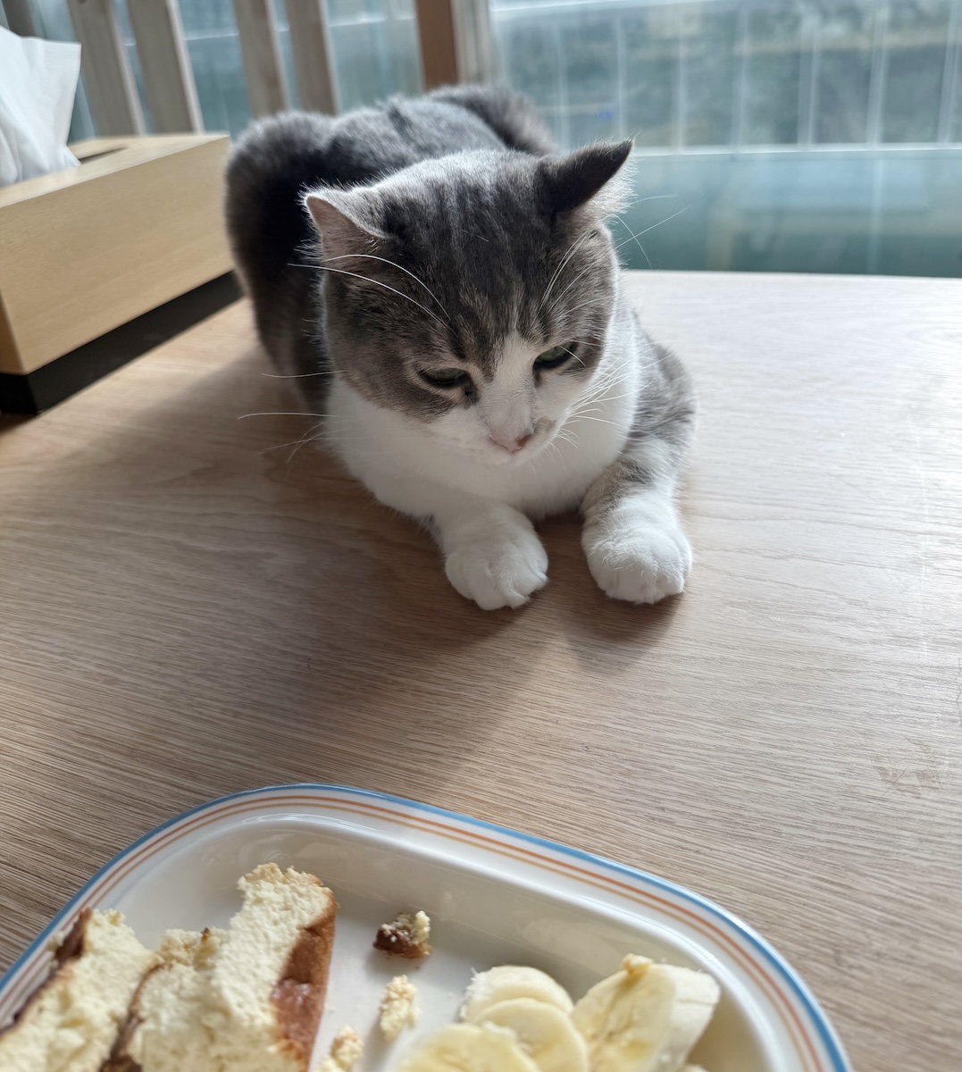 바스크 치즈 케이크